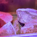 Pensión L'effet Corbehem