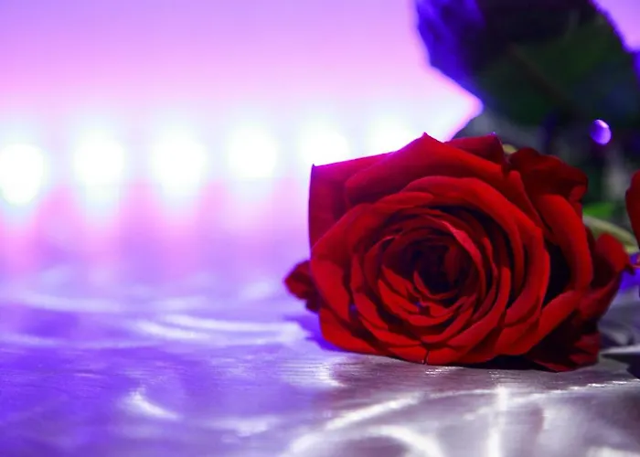 Affittacamere L'effet 4*